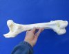 15-1/4 inches Water Buffalo Femur Bone for Bone Art and Crafts - Buy this one for $24.99