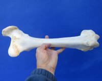 15-1/4 inches Water Buffalo Femur Bone for Bone Art for $19.99