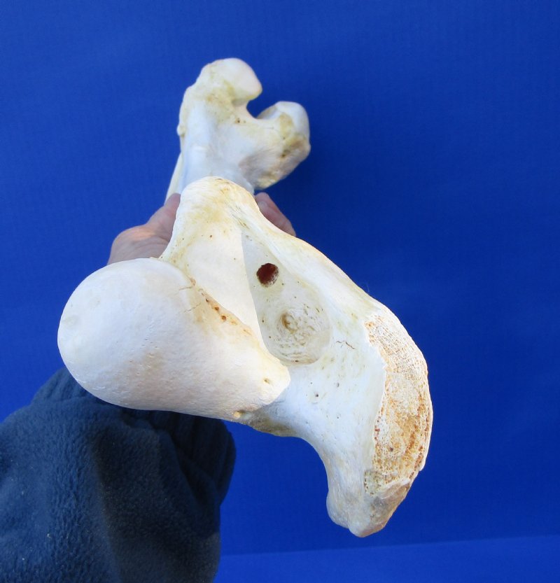 151/4 inches Water Buffalo Femur Bone for Bone Art and Crafts Buy
