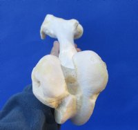 15-1/4 inches Water Buffalo Femur Bone for Bone Art for $19.99