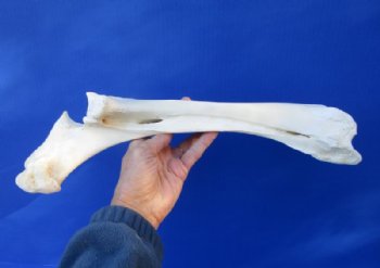 16 inches Water Buffalo Radius Leg Bone for Sale for $19.99