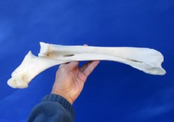 16 inches Water Buffalo Radius Leg Bone for Sale for $19.99