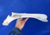 16 inches Water Buffalo Radius Leg Bone for Sale - Buy this one for $24.99
