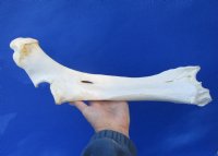 16 inches Water Buffalo Radius Leg Bone for Sale for $19.99