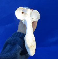 16 inches Water Buffalo Radius Leg Bone for Sale for $19.99
