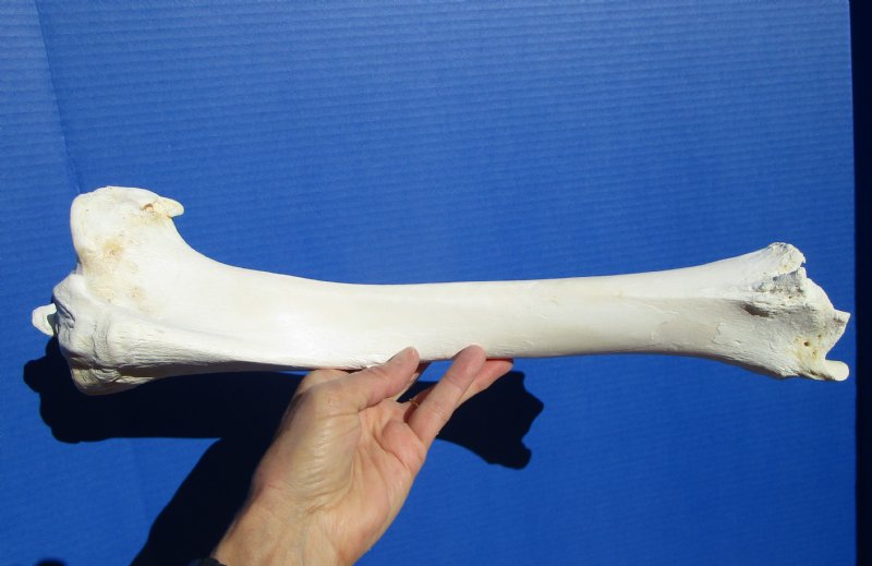 161/2 inches Water Buffalo Tibia Bone for Bone Art and Carving Bone
