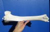 16-1/2 inches Water Buffalo Tibia Bone for Bone Art and Carving Bone - Buy this one for $24.99