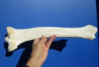 16-1/2 inches Water Buffalo Tibia Bone for Carving Bone for $19.99