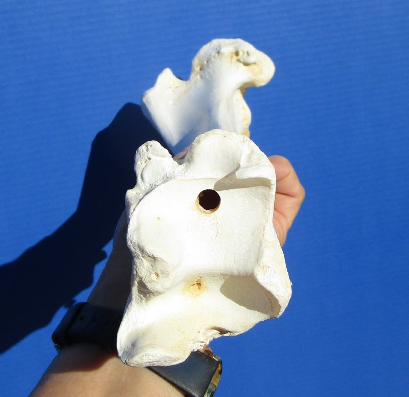 161/2 inches Water Buffalo Tibia Bone for Carving Bone