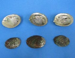 Small Pink Abalone Shells 3 to 4 inches - 2 @ $5.10 each; 12 @ $4.08 each; 36 @ $2.90 each;