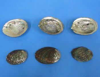 Pink Abalone Shells <font color=red>Wholesale</font> 3 o 4 inches - 60 @ $2.55 each