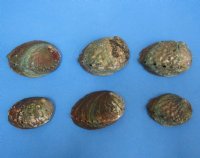 Pink Abalone Shells <font color=red>Wholesale</font> 3 o 4 inches - 60 @ $2.55 each