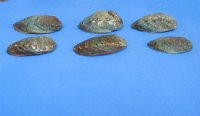 Small Pink Abalone Shells 3 to 4 inches - 2 @ $4.60 each; 12 @ $4.08 each