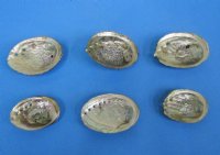 Small Pink Abalone Shells 3 to 4 inches - 2 @ $4.60 each; 12 @ $4.08 each