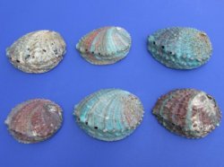 Pink Abalone Shells 4 to 4-3/4 inches - 6 @ $5.40 each