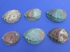 4 to 4-3/4 inches  Pink Abalone Shells for Sale for Crafts and Smudging ,Haliotis corrugata  - Pack of 6 @ $5.40 each