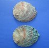 5 to 5-3/4 inches Wholesale Pink Abalone Shells for Sale in Bulk - Case of 36 @ $3.95 each