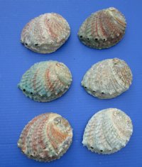 Pink Abalone Shells <font color=red> Wholesale</font> 5 to 5-3/4 inches - Case of 18 @ $5.15 each