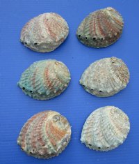 Pink Abalone Shells, 5 to 5-3/4 inches, Haliotis corrugata, for Smudging - 3 @ $9.20 each; 6 @ $8.24 each