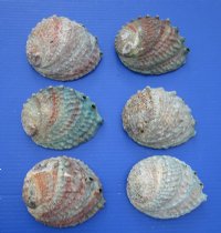 Pink Abalone Shells <font color=red> Wholesale</font> 5 to 5-3/4 inches - Case of 18 @ $5.15 each