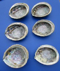 Pink Abalone Shells <font color=red> Wholesale</font> 5 to 5-3/4 inches - Case of 18 @ $5.15 each