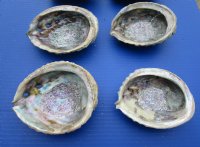 Pink Abalone Shells, 5 to 5-3/4 inches, Haliotis corrugata, for Smudging - 3 @ $9.20 each; 6 @ $8.24 each