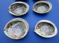 Pink Abalone Shells <font color=red> Wholesale</font> 5 to 5-3/4 inches - Case of 18 @ $5.15 each