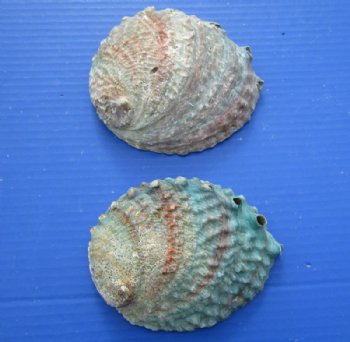 Pink Abalone Shells <font color=red> Wholesale</font> 5 to 5-3/4 inches - Case of 18 @ $5.15 each