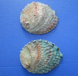 Pink Abalone Shells <font color=red> Wholesale</font> 5 to 5-3/4 inches - Case of 18 @ $5.15 each