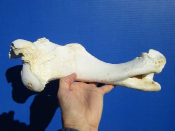 12-1/4 Buffalo Humerus Leg Bone for Sale for $19.99