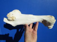 12-1/4 Buffalo Humerus Leg Bone for Sale for $19.99