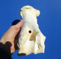 12-1/4 Buffalo Humerus Leg Bone for Sale for $19.99
