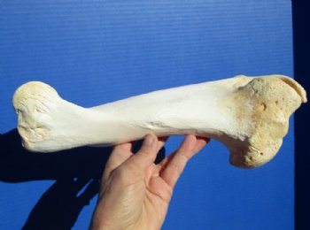 12-1/4 inches long Real Water Buffalo Humerus Leg Bone for Sale for $19.99