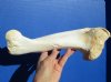 12-1/4 inches long Real Water Buffalo Humerus Leg Bone for Sale - Buy this one for $24.99