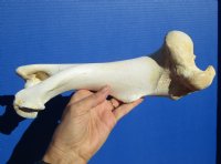 12-1/4 inches long Real Water Buffalo Humerus Leg Bone for Sale for $19.99