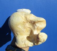 12-1/4 inches long Real Water Buffalo Humerus Leg Bone for Sale for $19.99