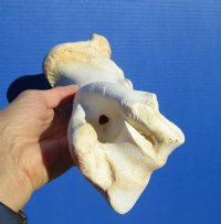 12-1/4 inches long Real Water Buffalo Humerus Leg Bone for Sale for $19.99