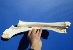 15-1/4 inches Authentic Water Buffalo Radius Leg Bone for Bone Crafts for $19.99