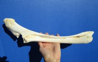 15-1/4 inches Authentic Water Buffalo Radius Leg Bone for Bone Crafts for $19.99