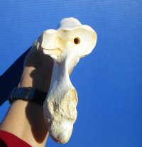 15-1/4 inches Authentic Water Buffalo Radius Leg Bone for Bone Crafts for $19.99