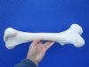 16-1/2 inches Water Buffalo Femur Leg Bone for Carving Bone - Buy this one for $24.99