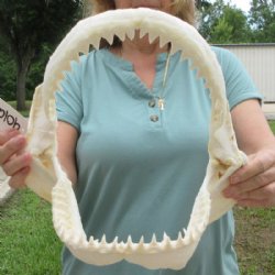 Genuine Bull Shark ...