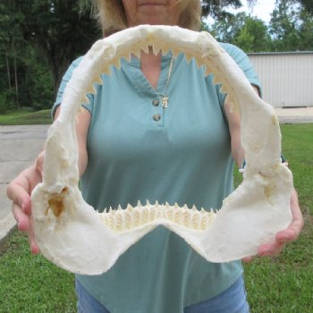 Genuine Bull Shark Jaw (Carcharhinus leucas) 12" L - Buy this for $144.99