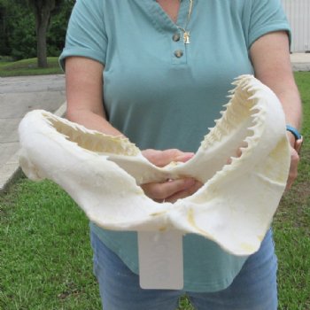 Genuine Bull Shark Jaw (Carcharhinus leucas) 12" L - Buy this for $144.99