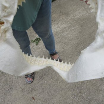 Genuine Bull Shark Jaw (Carcharhinus leucas) 12" L - Buy this for $144.99