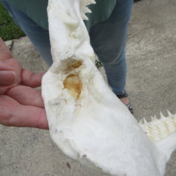 Genuine Bull Shark Jaw (Carcharhinus leucas) 12" L - Buy this for $144.99