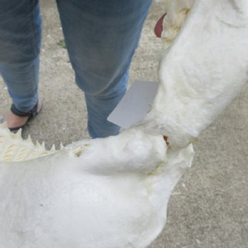 Genuine Bull Shark Jaw (Carcharhinus leucas) 12" L - Buy this for $144.99
