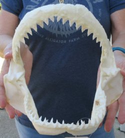 Genuine Bull Shark ...