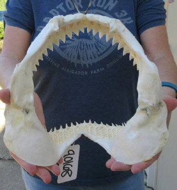 Genuine Bull Shark Jaw (Carcharhinus leucas) 10" L - Buy this for $109.99