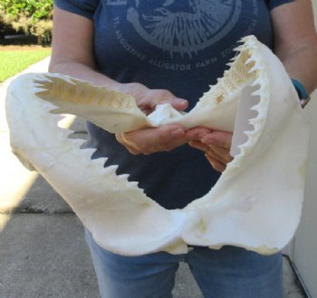 Genuine Bull Shark Jaw (Carcharhinus leucas) 10" L - Buy this for $109.99